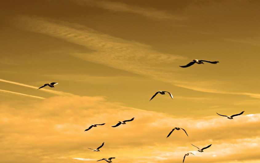 Successful family tips